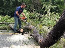 Best Commercial Tree Removal  in West Wareham, MA