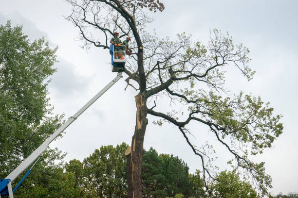 West Wareham, MA Tree Removal Services Company