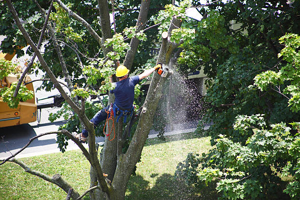 How Our Tree Care Process Works  in  West Wareham, MA